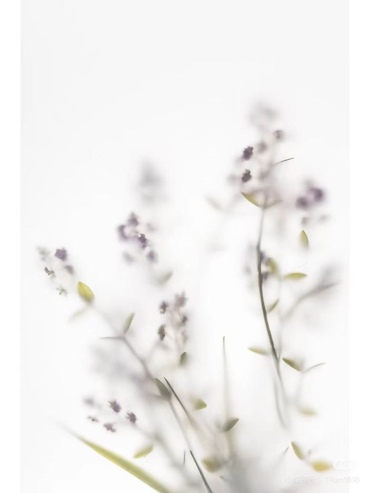 Soft blurred floral stems on a white background