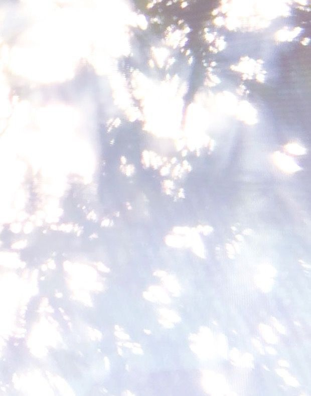 Soft diffused light through tree leaves